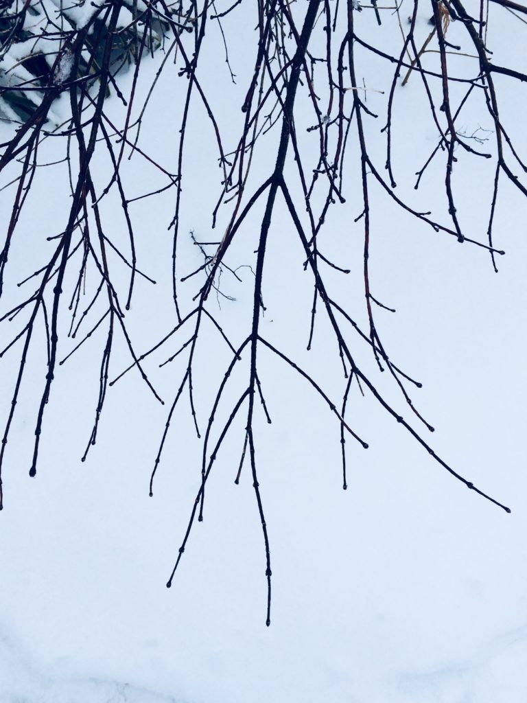 Winter branch